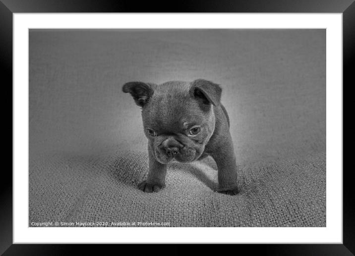 French bulldog pup monochrome Framed Mounted Print by Simon Maycock