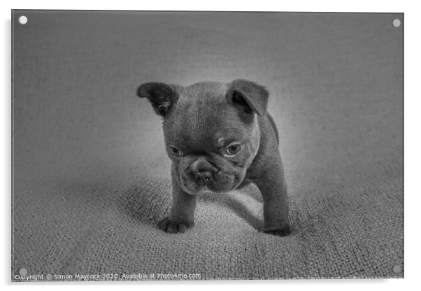 French bulldog pup monochrome Acrylic by Simon Maycock
