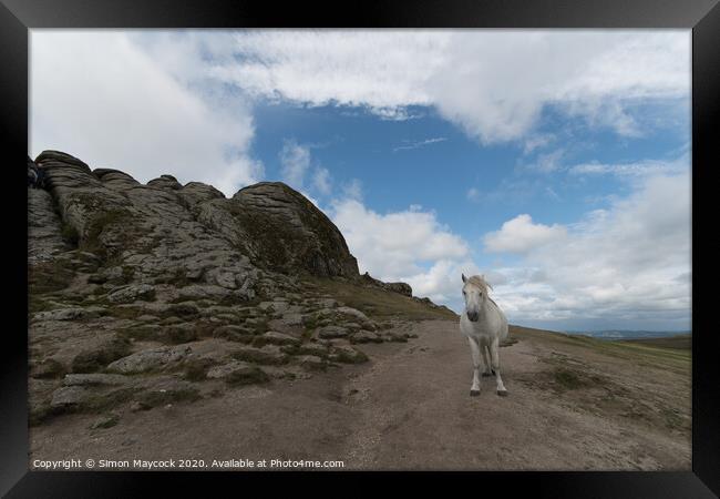 White Dartmoor Pony at Haytor Framed Print by Simon Maycock