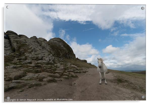 White Dartmoor Pony at Haytor Acrylic by Simon Maycock