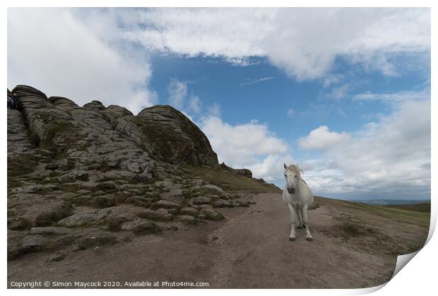 White Dartmoor Pony at Haytor Print by Simon Maycock