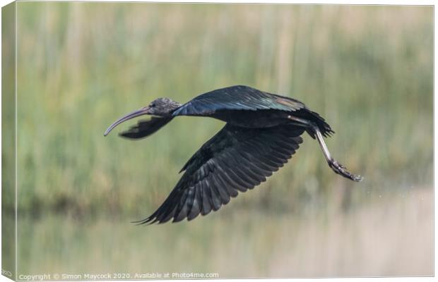 Glossy Ibis flying in Cornwall Canvas Print by Simon Maycock