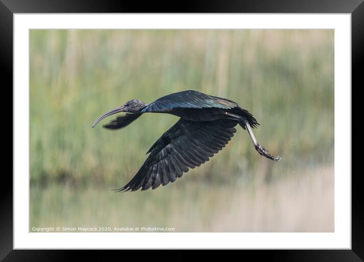 Glossy Ibis flying in Cornwall Framed Mounted Print by Simon Maycock