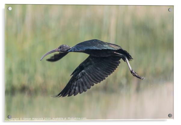 Glossy Ibis flying in Cornwall Acrylic by Simon Maycock