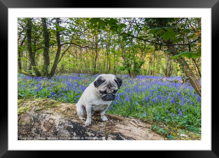 Young Pug in bluebell woods Framed Mounted Print by Simon Maycock