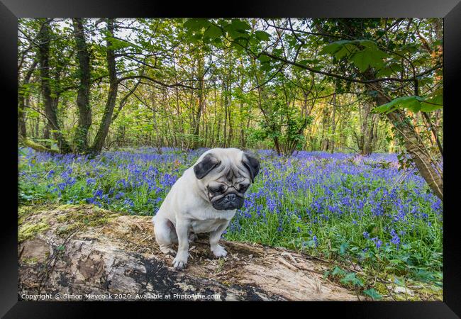 Young Pug in bluebell woods Framed Print by Simon Maycock