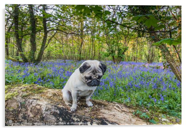 Young Pug in bluebell woods Acrylic by Simon Maycock