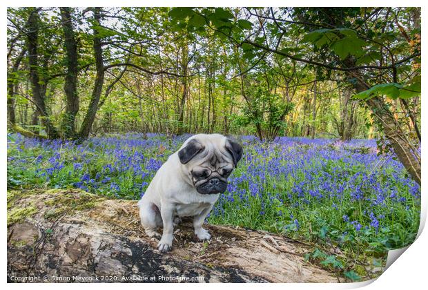 Young Pug in bluebell woods Print by Simon Maycock