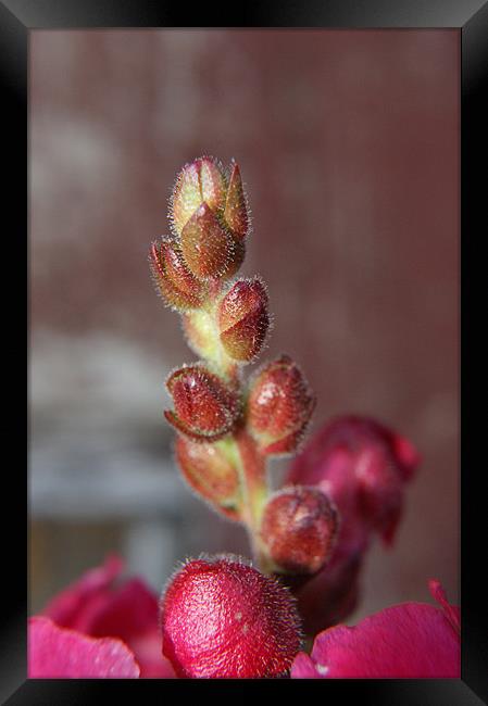 Budding Beauty Framed Print by michelle stevens