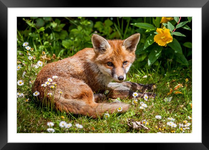 A fox cub relaxing in a garden Framed Mounted Print by David Belcher