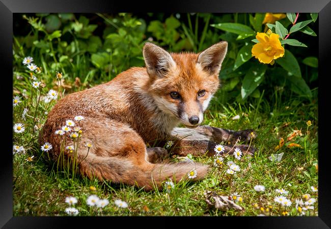 A fox cub relaxing in a garden Framed Print by David Belcher