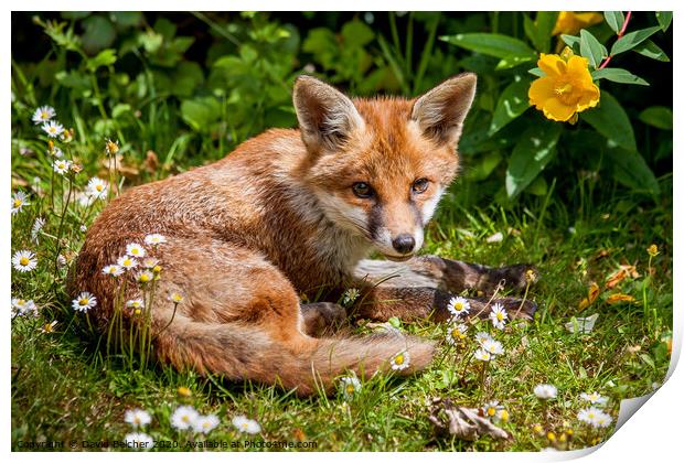 A fox cub relaxing in a garden Print by David Belcher