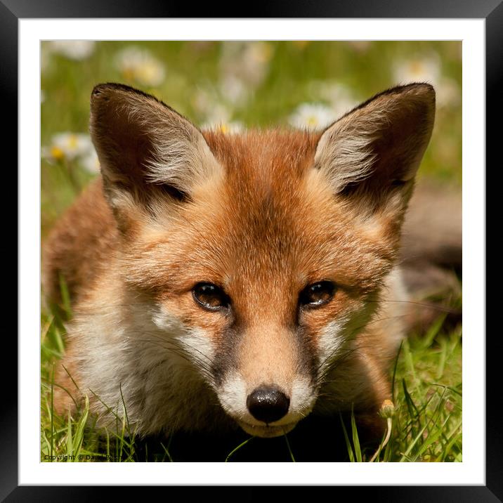 Fox cub Framed Mounted Print by David Belcher