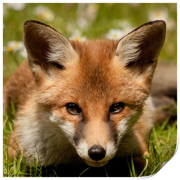 Fox cub Print by David Belcher