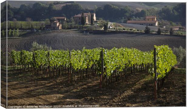 Tuscan vineyard near Montepulchiano Canvas Print by Beverley Middleton