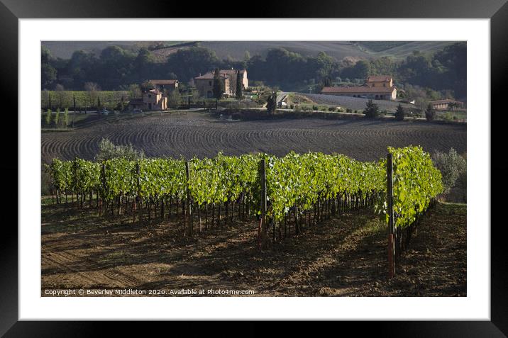 Tuscan vineyard near Montepulchiano Framed Mounted Print by Beverley Middleton