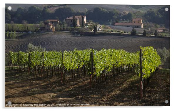 Tuscan vineyard near Montepulchiano Acrylic by Beverley Middleton