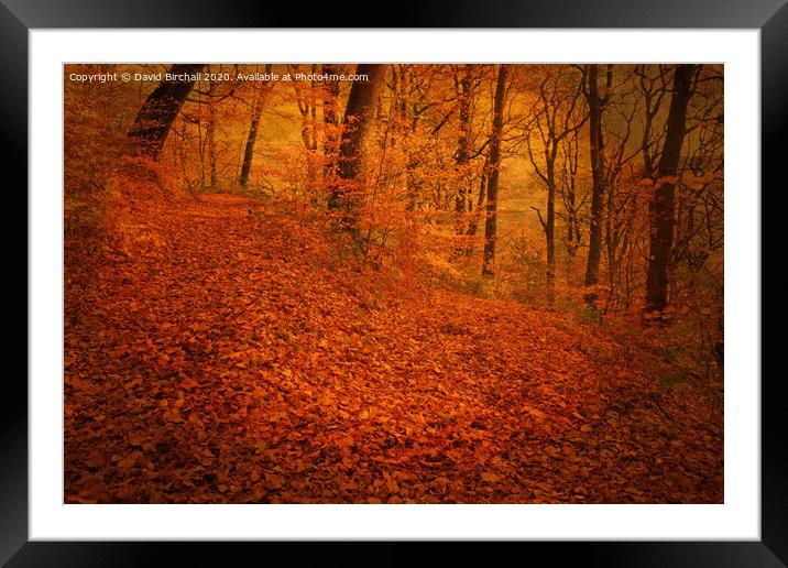 Autumnal woodland with added tone and textures. Framed Mounted Print by David Birchall