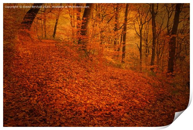 Autumnal woodland with added tone and textures. Print by David Birchall