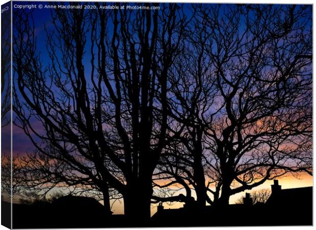 Trees In Silhouette, The Creek, Scalloway. Canvas Print by Anne Macdonald