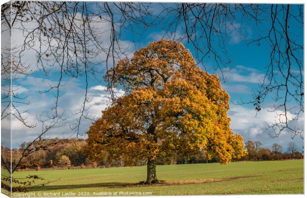 Solitary Autumn Oak Canvas Print by Richard Laidler