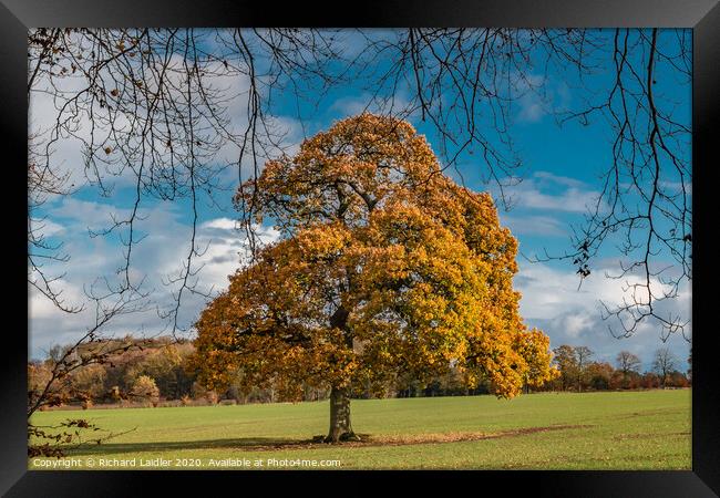 Solitary Autumn Oak Framed Print by Richard Laidler