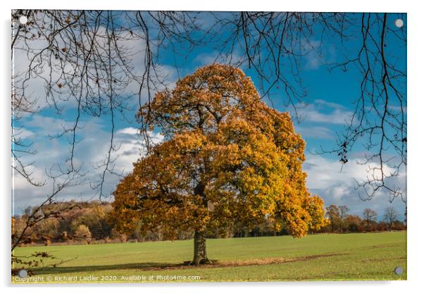 Solitary Autumn Oak Acrylic by Richard Laidler