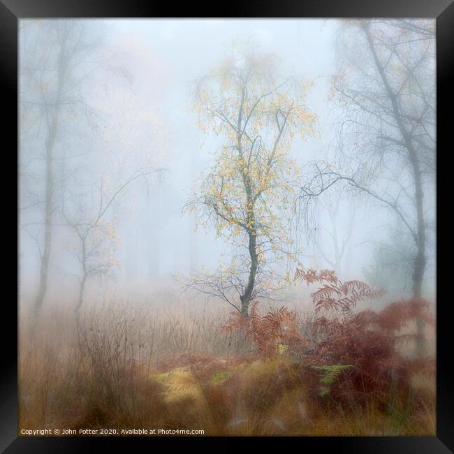 Misty Woodland Framed Print by John Potter