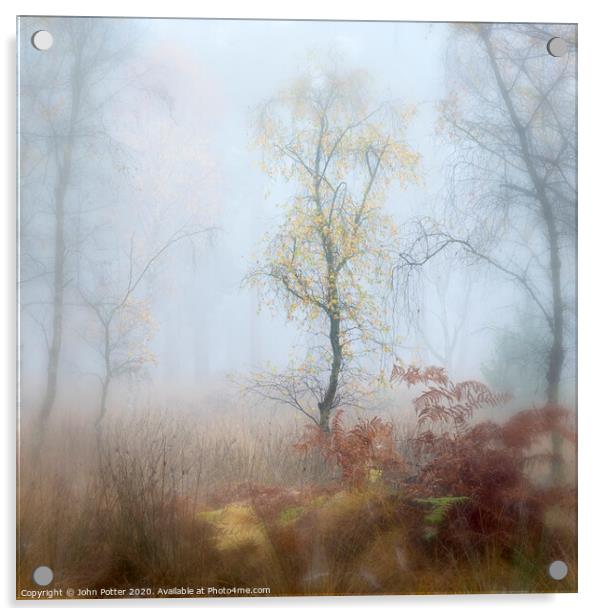Misty Woodland Acrylic by John Potter