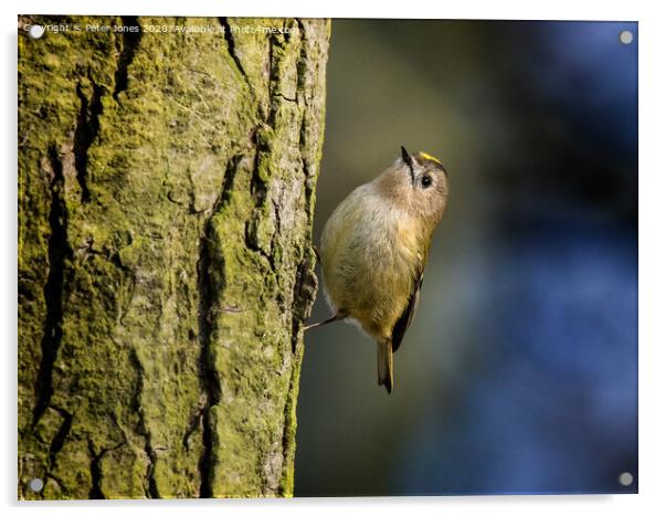 Goldcrest. Acrylic by Peter Jones