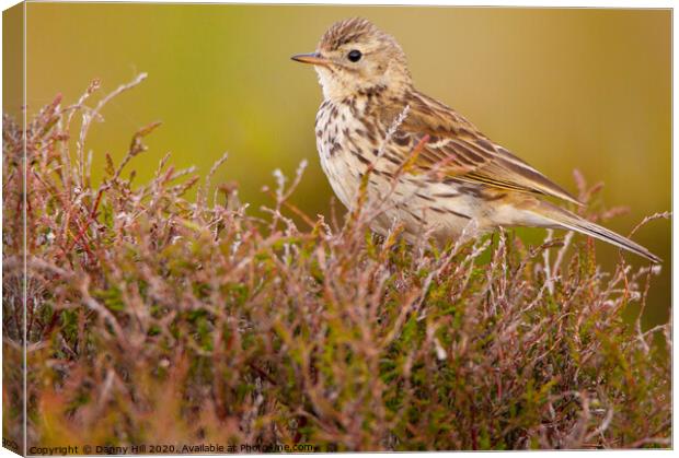 Meadow Pipit on South Pennine Moors Canvas Print by Danny Hill