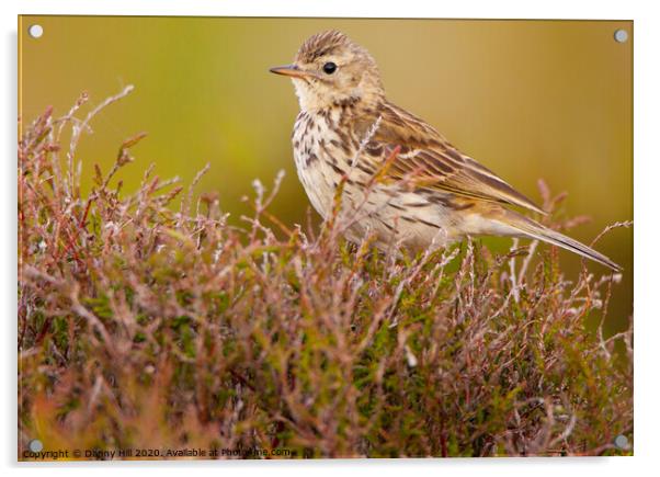 Meadow Pipit on South Pennine Moors Acrylic by Danny Hill