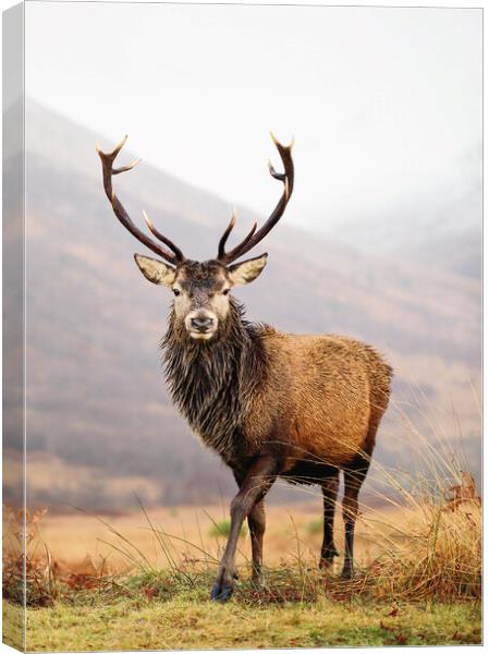 Scottish Red Deer Stag - Glencoe Canvas Print by Grant Glendinning