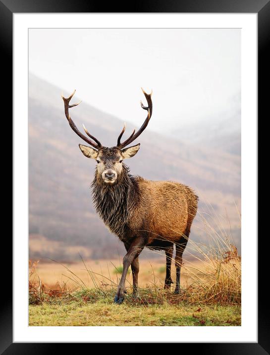 Scottish Red Deer Stag - Glencoe Framed Mounted Print by Grant Glendinning