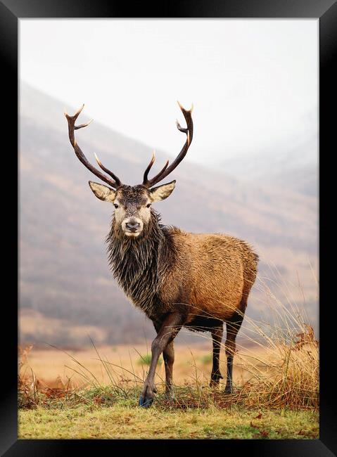 Scottish Red Deer Stag - Glencoe Framed Print by Grant Glendinning