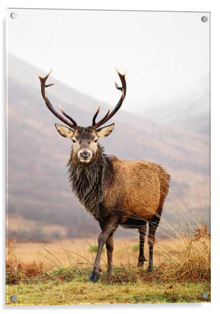 Scottish Red Deer Stag - Glencoe Acrylic by Grant Glendinning