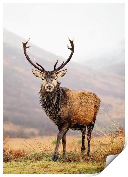 Scottish Red Deer Stag - Glencoe Print by Grant Glendinning