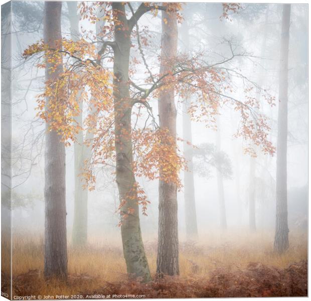 Autumn Woodland Daybreak Canvas Print by John Potter