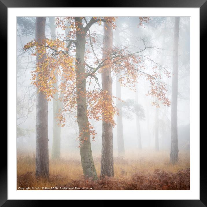 Autumn Woodland Daybreak Framed Mounted Print by John Potter