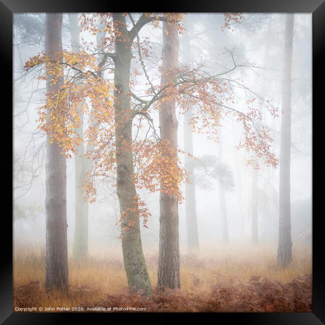 Autumn Woodland Daybreak Framed Print by John Potter