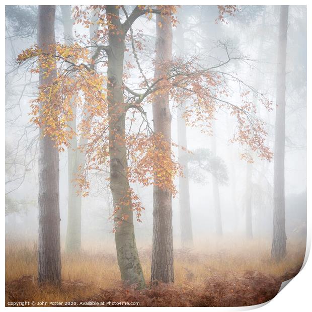 Autumn Woodland Daybreak Print by John Potter