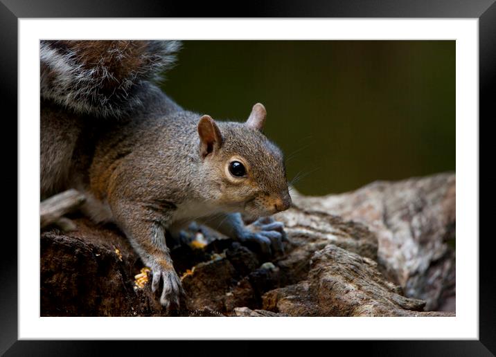 Grey Squirrel in woodland Framed Mounted Print by Danny Hill
