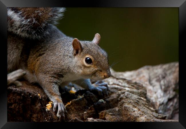 Grey Squirrel in woodland Framed Print by Danny Hill
