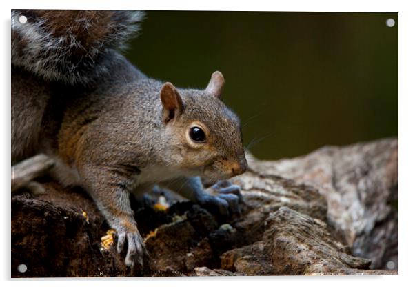 Grey Squirrel in woodland Acrylic by Danny Hill