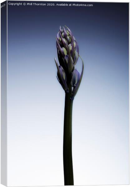 The beautiful british Bluebell just before it blossoms No. 2 Canvas Print by Phill Thornton