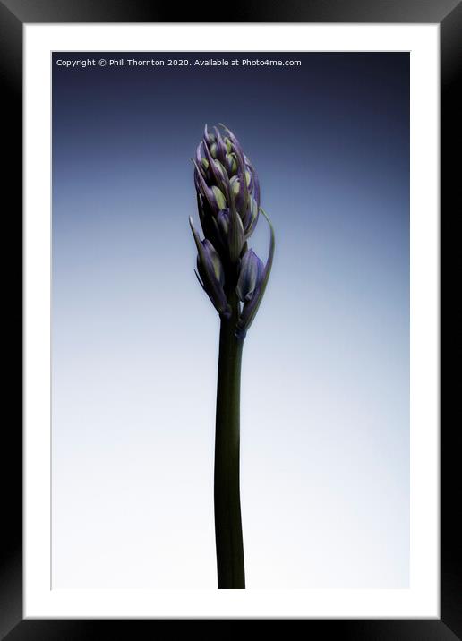 The beautiful british Bluebell just before it blossoms No. 2 Framed Mounted Print by Phill Thornton