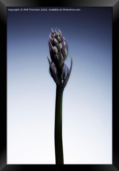 The beautiful british Bluebell just before it blossoms No. 2 Framed Print by Phill Thornton