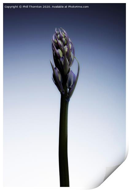 The beautiful british Bluebell just before it blossoms No. 2 Print by Phill Thornton