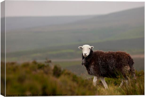 Lone sheep on moorland Canvas Print by Danny Hill