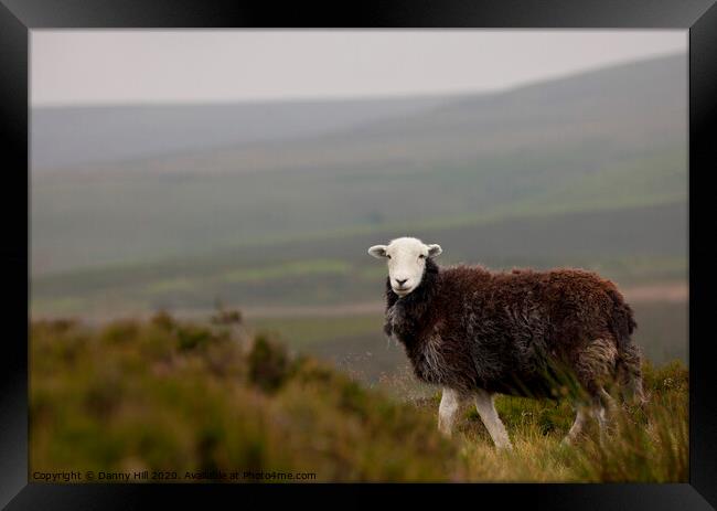 Lone sheep on moorland Framed Print by Danny Hill